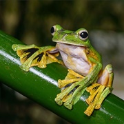 Flying Frog