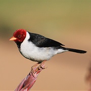 Yellow-Billed Cardinal