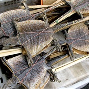 Dried Lizard