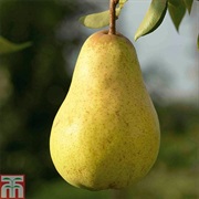 Williams Pear