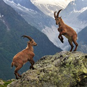 Alpine Ibex
