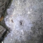 Ring at the Haunted Mansion