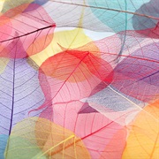 Selfmade Skeleton Leaves