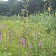 Jennings Environmental Education Center (Butler County)