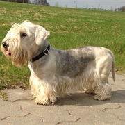 Cesky Terrier