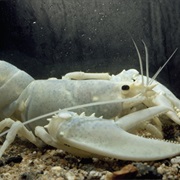 Lobster
