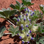 Buffalo Pea (Pediomelum Cuspidatum)