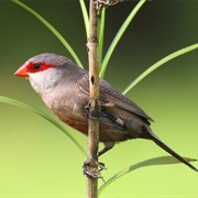 Common Waxbill