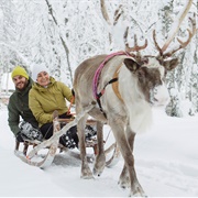 Reindeer Safari