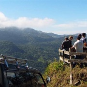 Central American Coffee Plantation