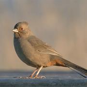 California Towhee