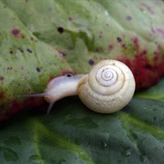 Snail