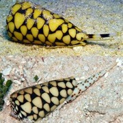 Cone Snail