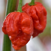 Carolina Reaper Pepper