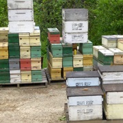 Bee Hives