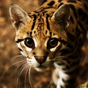Ocelot (Ocelotl)