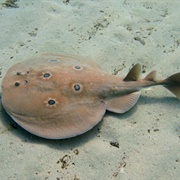 Torpedo Ray