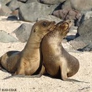 Traveled to the Galapagos