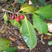 Highland Coffee of Sierra Leone (Coffea Stenophylla)