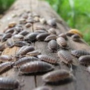 Woodlice