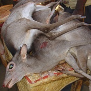 Duiker Meat