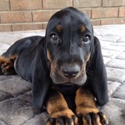 Black and Tan Coonhound