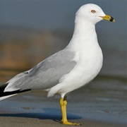 Ring-Billed Gull