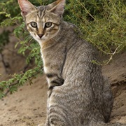 Near Eastern Wildcat