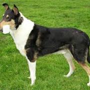 Smooth Collie