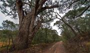 Yanununbeyan National Park (NSW)