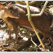 Amazonian Brown Brocket