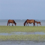Shackleford Banks, North Carolina