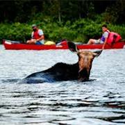 Allagash Wilderness Waterway, Maine