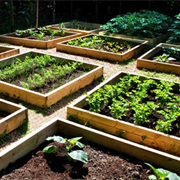 Grow a Garden With 5 Different Vegitables/Fruits