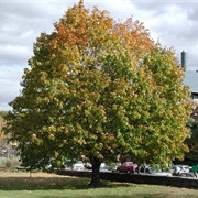 Norway Maple