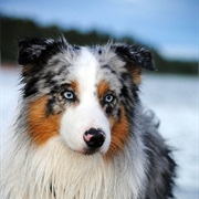Australian Shepard