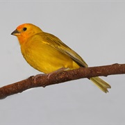 Saffron Finch
