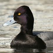 Lesser Scaup