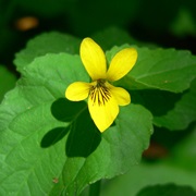 Stream Violet (Viola Glabella)