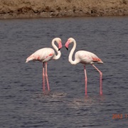 Greater Flamingo