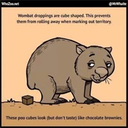 Wombat Poop Is Cube Shaped
