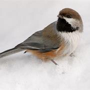 Boreal Chickadee