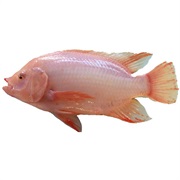 Tilapia