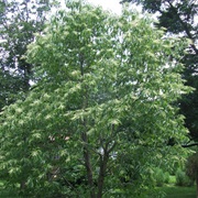 Sourwood Tree
