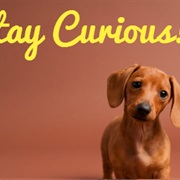 Learn Something New Everyday