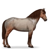 Icelandic Horse - Strawberry Roan