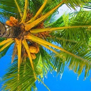 Coconut Tree