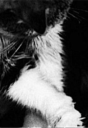 Cat Who Loves Harry Lime, the Third Man (1949)