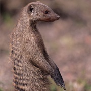 Mongoose