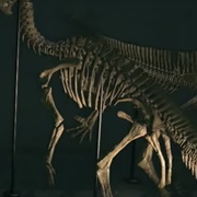 Iguanodon Torso